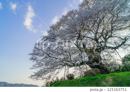青空に映える孤高の一本桜 醍醐桜 岡山県 青空に映える孤高の一本桜 醍醐桜 岡山県 125163751
