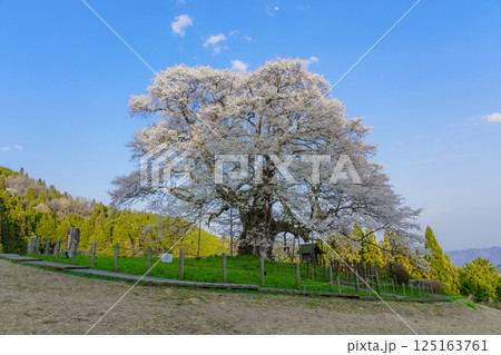 青空に映える孤高の一本桜 醍醐桜 岡山県 青空に映える孤高の一本桜 醍醐桜 岡山県 125163761