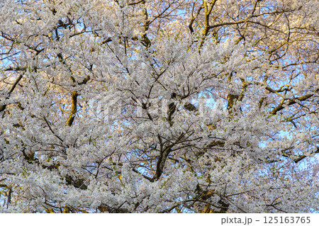 青空に映える孤高の一本桜 醍醐桜　岡山県 125163765