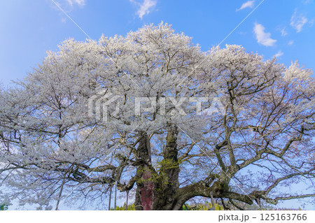 青空に映える孤高の一本桜 醍醐桜　岡山県 125163766
