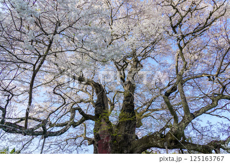 青空に映える孤高の一本桜 醍醐桜　岡山県 125163767