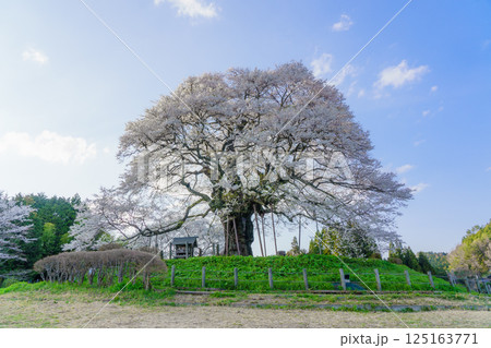 青空に映える孤高の一本桜 醍醐桜　岡山県 125163771