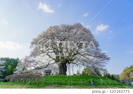 青空に映える孤高の一本桜 醍醐桜　岡山県 125163773
