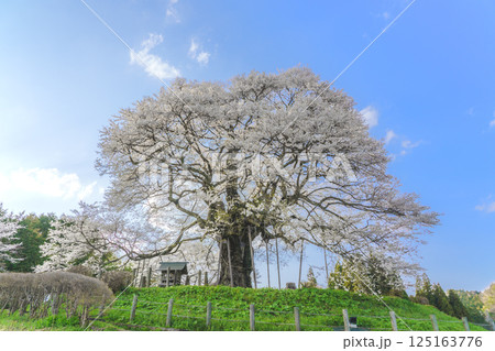 青空に映える孤高の一本桜 醍醐桜 岡山県 青空に映える孤高の一本桜 醍醐桜 岡山県 125163776
