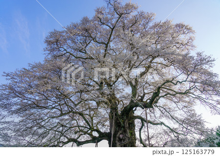 青空に映える孤高の一本桜 醍醐桜　岡山県 125163779
