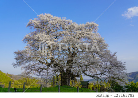 青空に映える孤高の一本桜 醍醐桜　岡山県 125163782