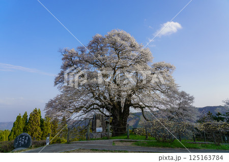 青空に映える孤高の一本桜 醍醐桜　岡山県 125163784