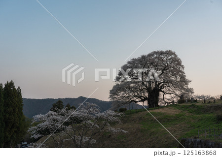 夕日に映える孤高の一本桜 醍醐桜 岡山県 夕日に映える孤高の一本桜 醍醐桜 岡山県 125163868
