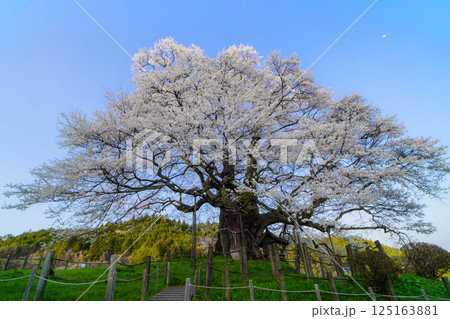 青空に映える孤高の一本桜 醍醐桜　岡山県 125163881