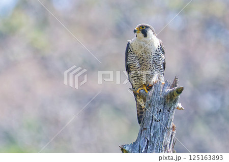 ハヤブサ、左向き 125163893