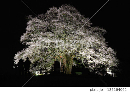 ライトアップで浮かび上がる孤高の一本桜 醍醐桜　岡山県 125164062