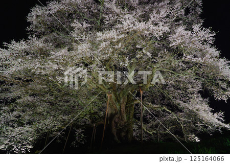 ライトアップで浮かび上がる孤高の一本桜 醍醐桜　岡山県 125164066