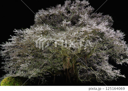 ライトアップで浮かび上がる孤高の一本桜 醍醐桜 岡山県 ライトアップで浮かび上がる孤高の一本桜 醍醐桜 岡山県 125164069