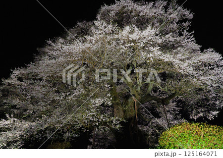 ライトアップで浮かび上がる孤高の一本桜 醍醐桜　岡山県 125164071