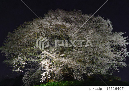 ライトアップで浮かび上がる孤高の一本桜 醍醐桜　岡山県 125164074