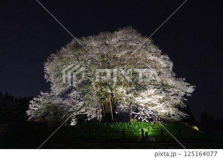 ライトアップで浮かび上がる孤高の一本桜 醍醐桜 岡山県 ライトアップで浮かび上がる孤高の一本桜 醍醐桜 岡山県 125164077