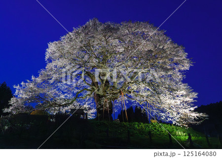 ライトアップで浮かび上がる孤高の一本桜 醍醐桜 岡山県 ライトアップで浮かび上がる孤高の一本桜 醍醐桜 岡山県 125164080