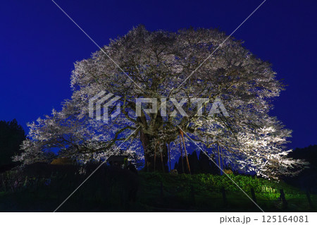 ライトアップで浮かび上がる孤高の一本桜 醍醐桜 岡山県 ライトアップで浮かび上がる孤高の一本桜 醍醐桜 岡山県 125164081