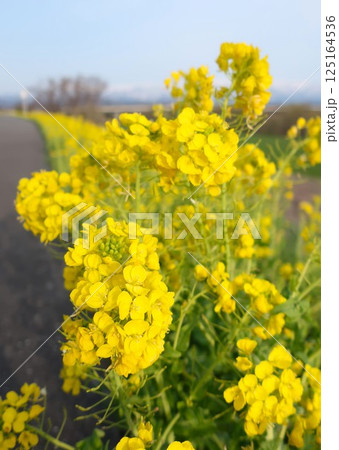 新潟県　新発田市　加治川堤　菜の花 125164536