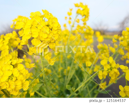 新潟県 新発田市 加治川堤 菜の花 新潟県 新発田市 加治川堤 菜の花 125164537