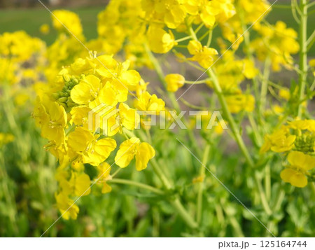 新潟県　新発田市　加治川堤　菜の花 125164744