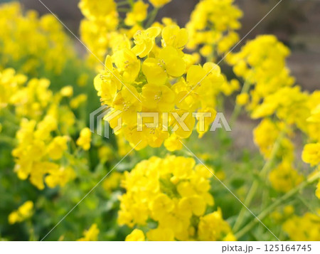 新潟県　新発田市　加治川堤　菜の花 125164745