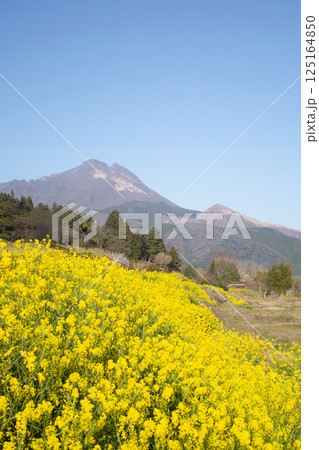 湯布院　菜の花と由布岳 125164850