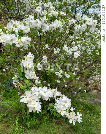 小石川植物園のバイカシモツケ 125165137