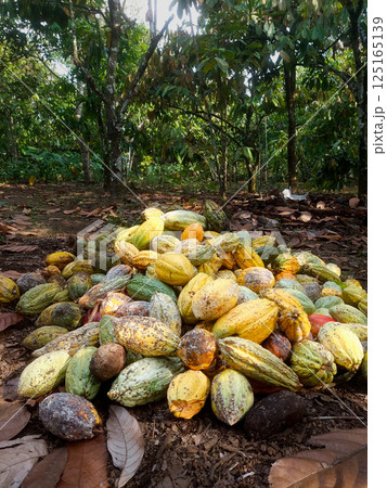 A pile of freshly harvested cacao pods lies on the ground in the middle of a cacao plantation. 125165139