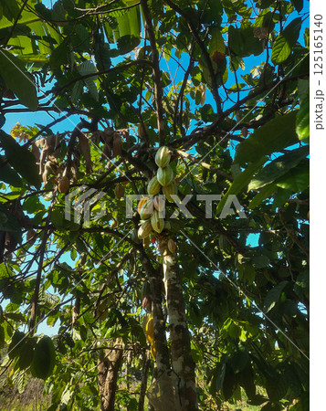 A cacao tree with several cacao pods growing directly on its trunk. 125165140