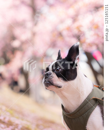 【春】ボストン・テリア【桜】 【春】ボストン・テリア【桜】 125165151