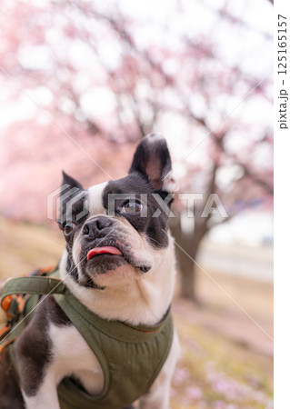 【春】ボストン・テリア【桜】 125165157