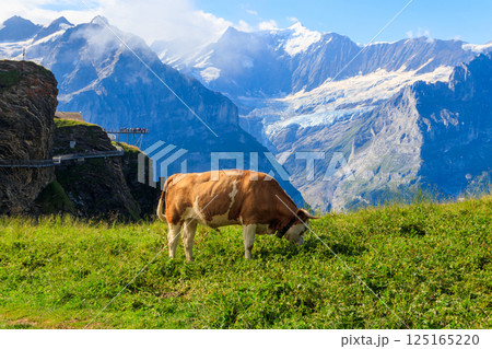 Cow grazing on an alpine meadow on First Mountain high above Grindelwald, Switzerland Cow grazing on an alpine meadow on First Mountain high above Grindelwald, Switzerland 125165220