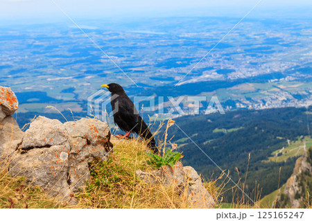 Alpine chough or yellow-billed chough (Pyrrhocorax graculus) in the mountain nature habitat in Alps, Switzerland Alpine chough or yellow-billed chough (Pyrrhocorax graculus) in the mountain nature habitat in Alps, Switzerland 125165247