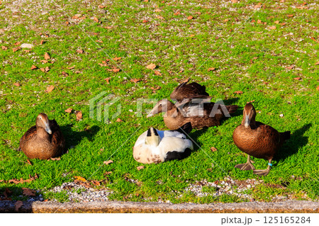 Common eider (Somateria mollissima), also called St. Cuthbert's duck or Cuddy's duck on a green meadow Common eider (Somateria mollissima), also called St. Cuthbert's duck or Cuddy's duck on a green meadow 125165284