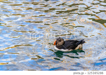 Atlantic puffin (Fratercula arctica), also known as the common puffin 125165286
