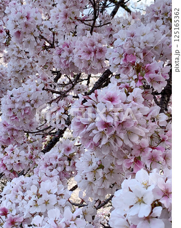 小石川植物園で満開の桜の花びら 小石川植物園で満開の桜の花びら 125165362