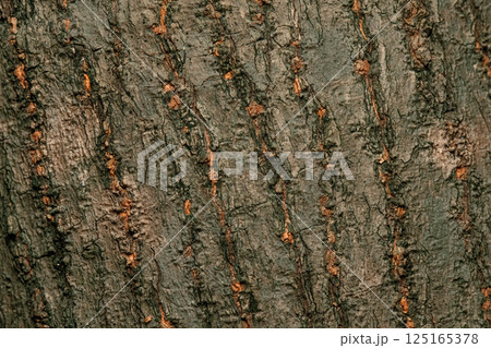 The Rosewood Tree 125165378