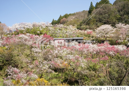 上久喜の花桃 125165398