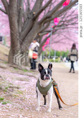 【春】ボストン・テリア【桜】 【春】ボストン・テリア【桜】 125165583