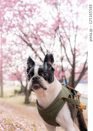 【春】ボストン・テリア【桜】 125165588