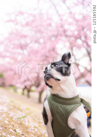 【春】ボストン・テリア【桜】 【春】ボストン・テリア【桜】 125165592
