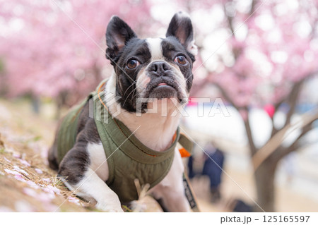 【春】ボストン・テリア【桜】 125165597