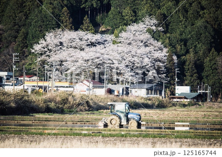 桜咲く里山で始まる春の田植え 2 桜咲く里山で始まる春の田植え 2 125165744