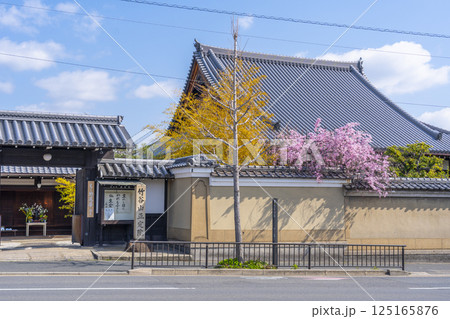 正定院　満開の枝垂れ桜 125165876