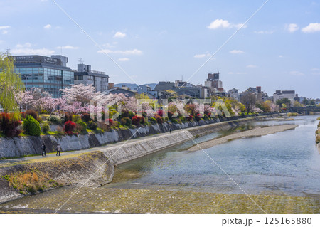 京都　三条大橋から眺める満開の桜と鴨川 125165880