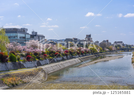 京都　三条大橋から眺める満開の桜と鴨川 125165881