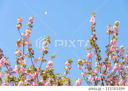 春空と満開に咲く八重桜 125165894