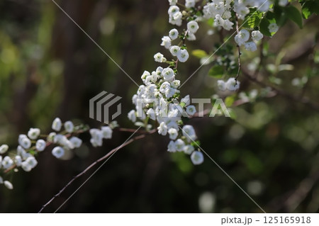 春の公園に咲く白い小さなシジミバナの花 125165918
