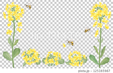 水彩油菜花與蜜蜂框架 水彩油菜花與蜜蜂框架 125165987
